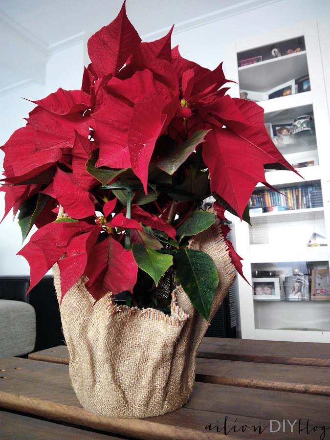 macetero diy flor de pascua