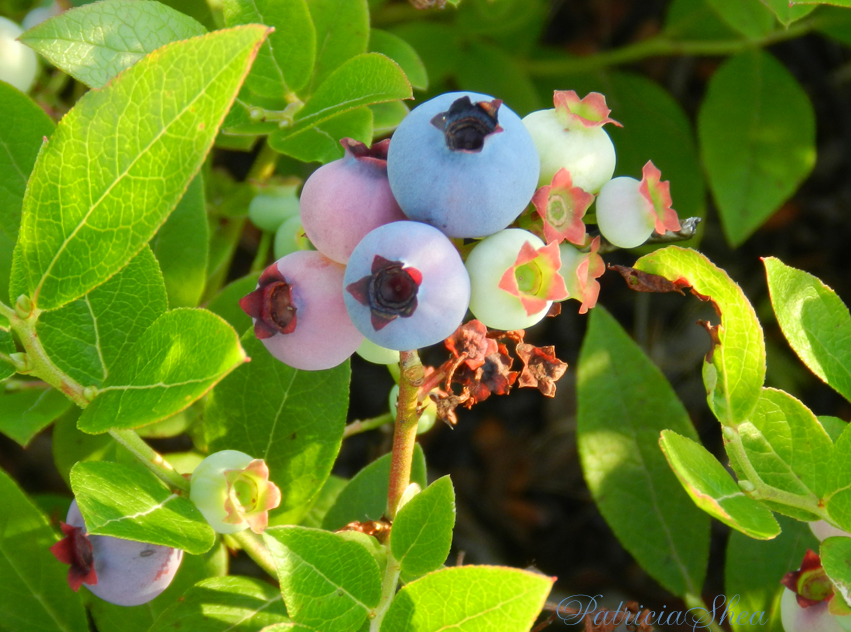 patternpatisserie The various colours of Wild Maine Blueberries