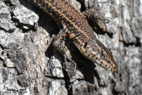 A Podarcis muralis ou lagartixa-dos-muros