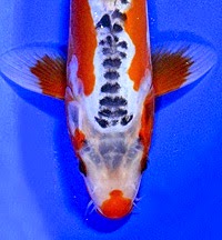 Jenis-Jenis Ikan Koi Berdasarkan Pola Warnanya - EDUBIO