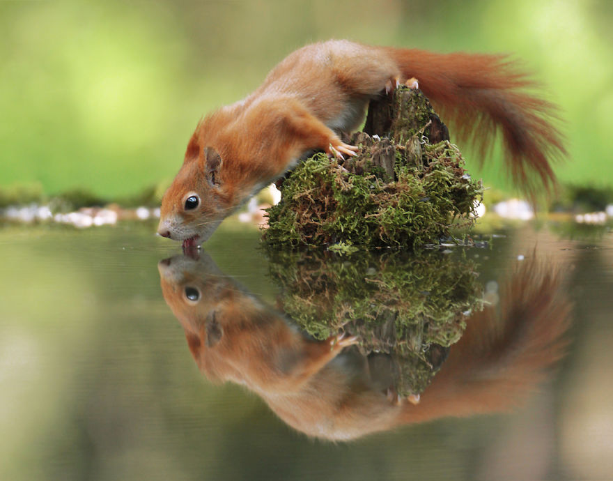 28 Breathtaking Pictures Of Wild Nature Captured By Award-Winning Austrian Photographer