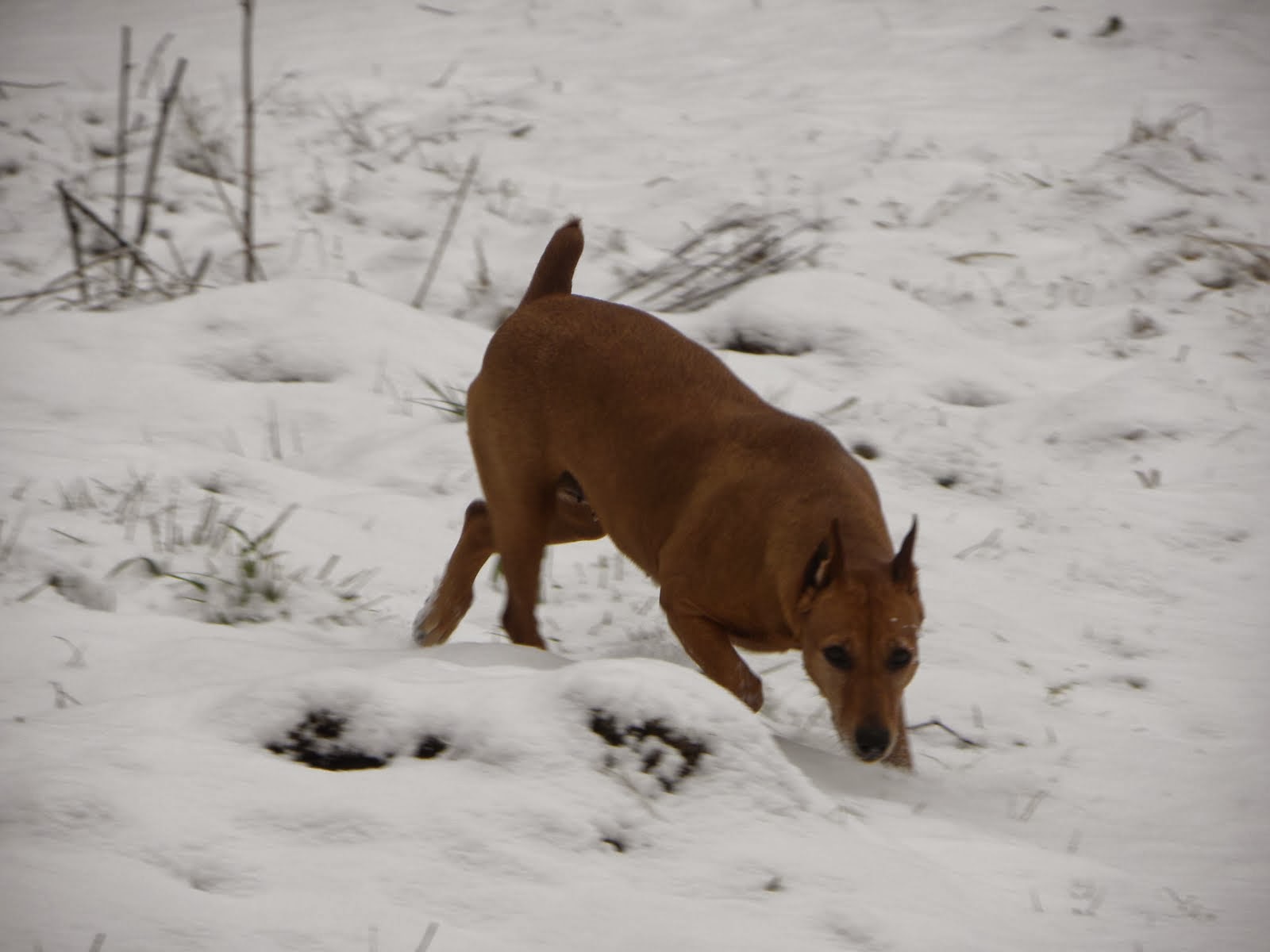 Dash loves snow