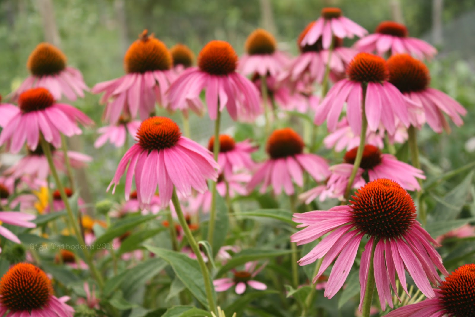 The Magpie's Fancy: Garden Inspiration