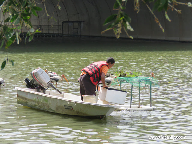 Green Lung of the City @ Putrajaya Wetland Park