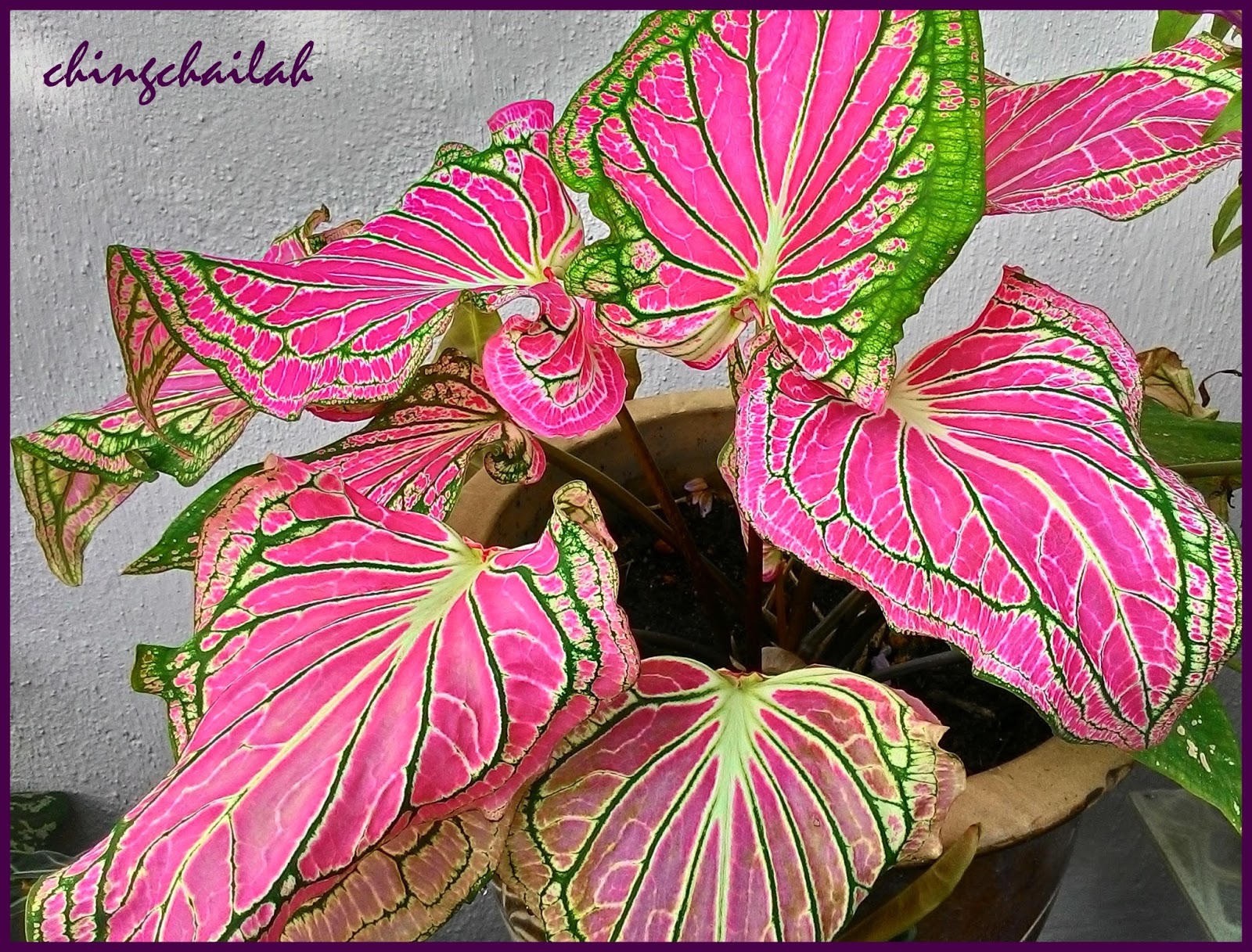 simple living in nancy: growing colourful, exotic caladiums in my