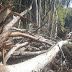 Destruição e dano a  Florestas de  Preservação no município de Borrazópolis