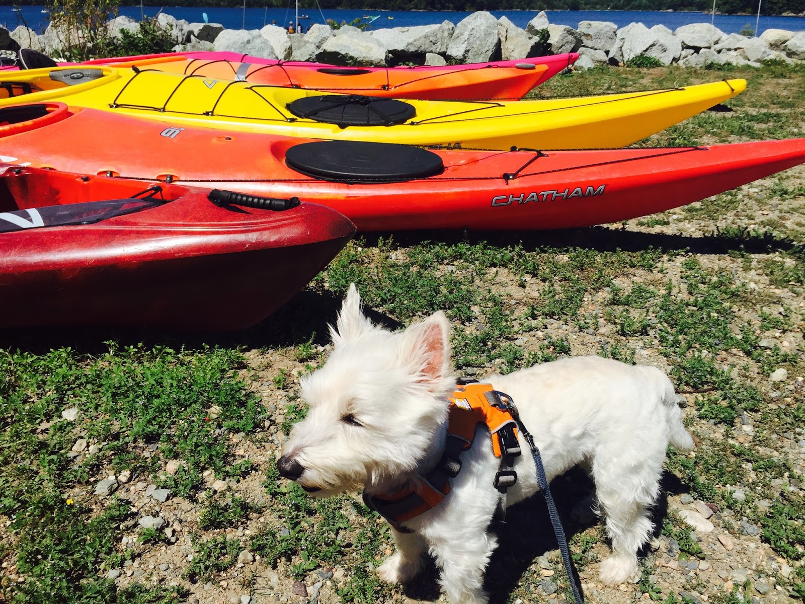 Making Restorations kayaking with a dog
