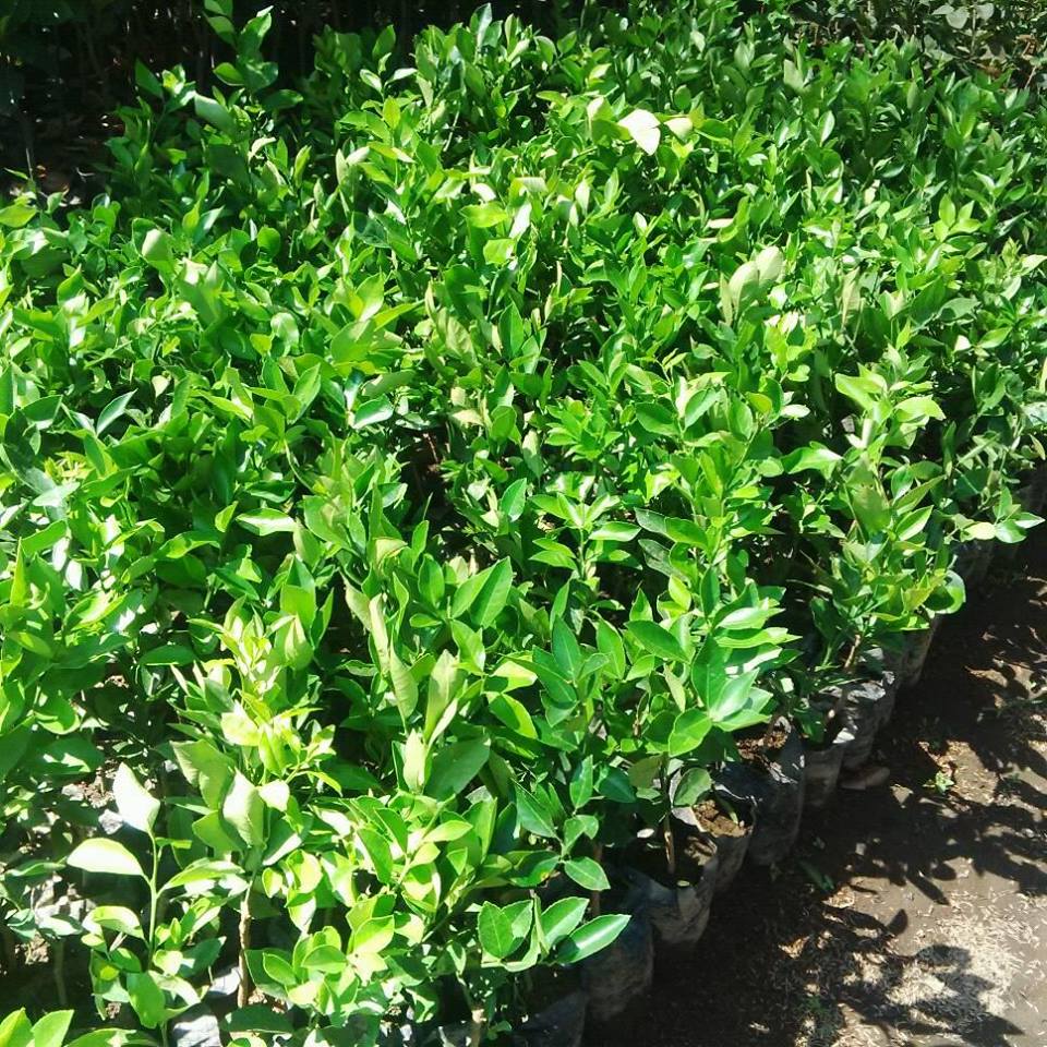 jual bibit jeruk lemon jumbo terbaik 081333395064 harga jual bibit jeruk lemon jumbo terbaik 081333395064 harga