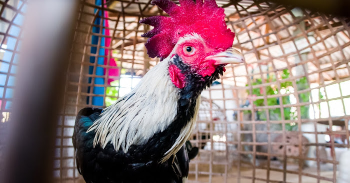 Cock Fighting in Thailand — Thai Fighting Cocks