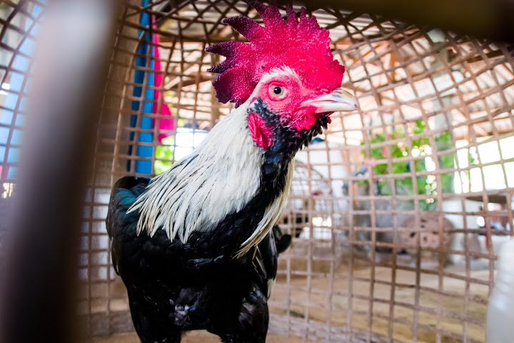 Cock Fighting in Thailand — Thai Fighting Cocks