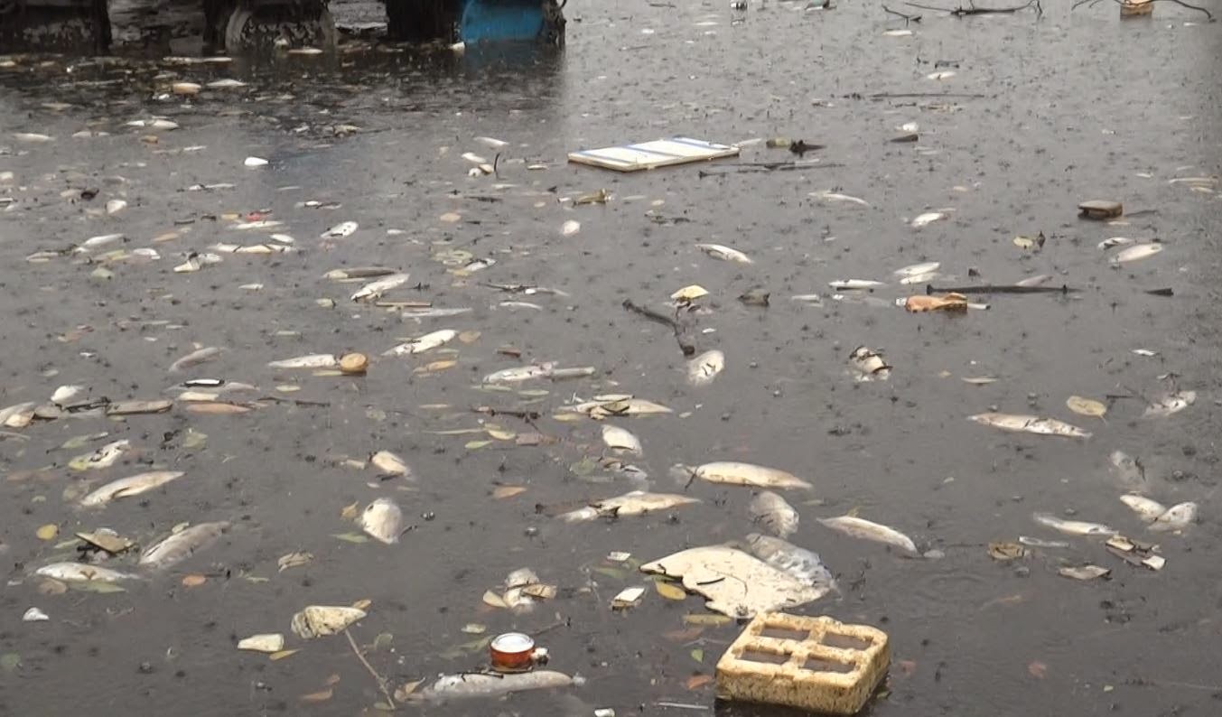 wild shores of singapore Lots of dead farmed fishes at Lim Chu Kang