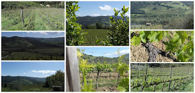 vigne montalcino sant'antimo