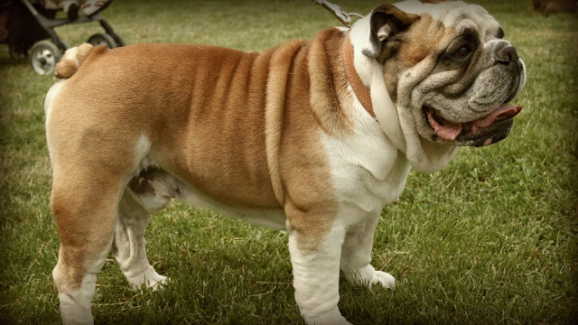 Hond in het gras Bulldog in het gras