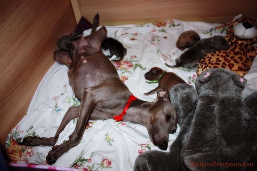 Italian Greyhound Puppies kennel Stupor Mundi FCI