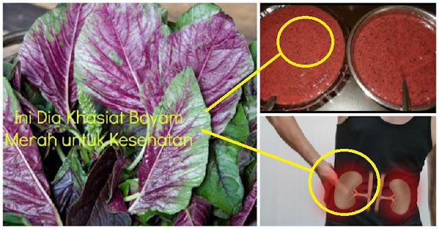 Bagi Penderita Gangguan Ginjal, Obati Segera dengan Konsumsi Bayam Merah ! Berikut Penjelasan Serta Khasiat Lainnya !!