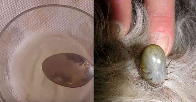 Receita natural para livrar o seu cachorro das pulgas e carrapatos