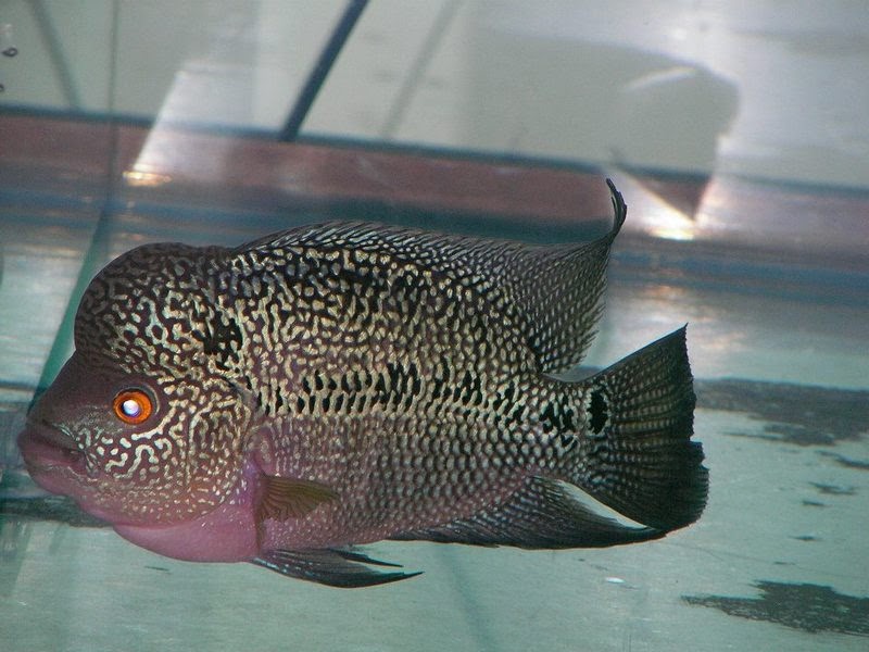 jual ikan louhan Tokobagus jual ikan louhan Tokobagus