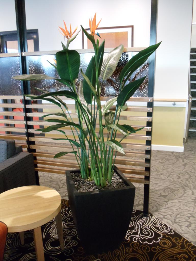 Bird In Everything: Giant Bird Of Paradise Plant