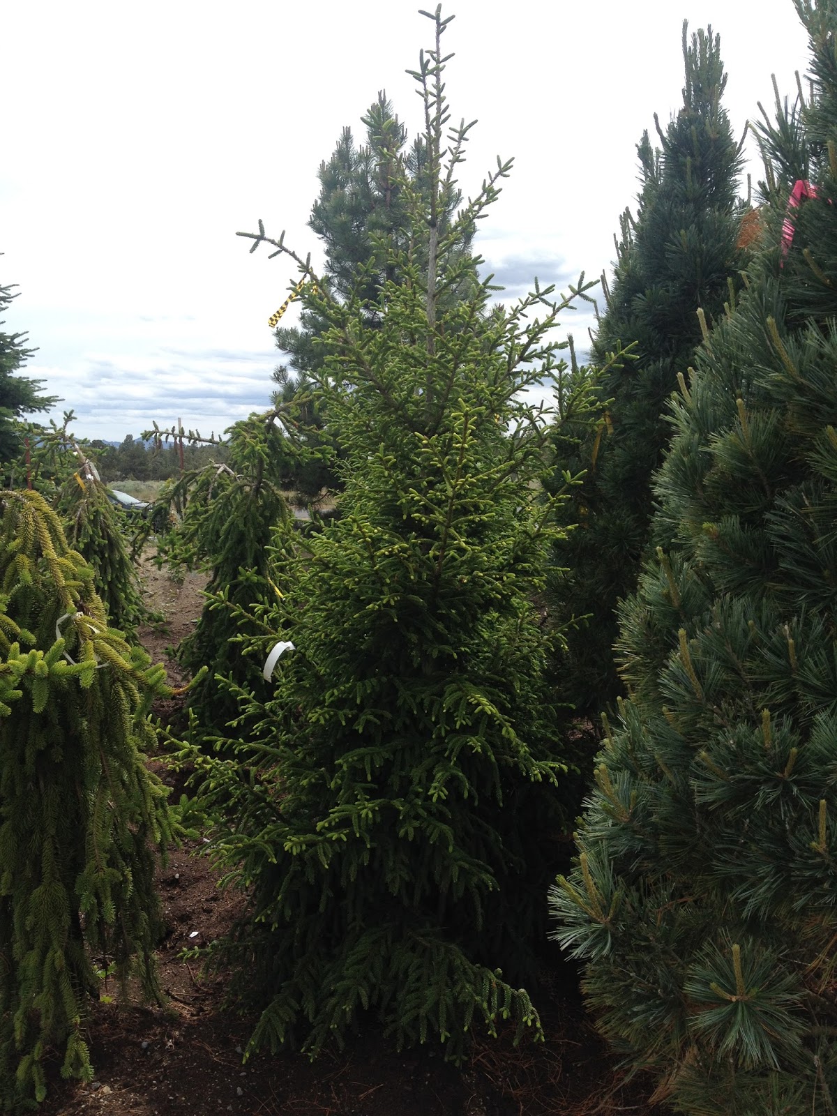Carlseng Designs Evergreen Trees for Small Yards