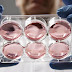 Human skin grown in lab «will replace animal testing»