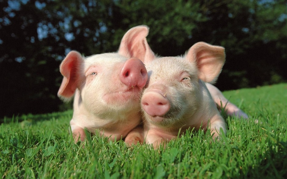 ¡CONOZCAMOS LOS ANIMALES DE GRANJA ! ¡CONOZCAMOS LOS ANIMALES DE GRANJA !
