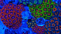 coral reef reefs neon light colors zoas under ultra nature glow species vibrant actually uv genesis corals zoanthids morphing incredibly