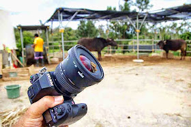 camera lens, soiled by bull