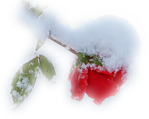 ForgetMeNot: winter roses