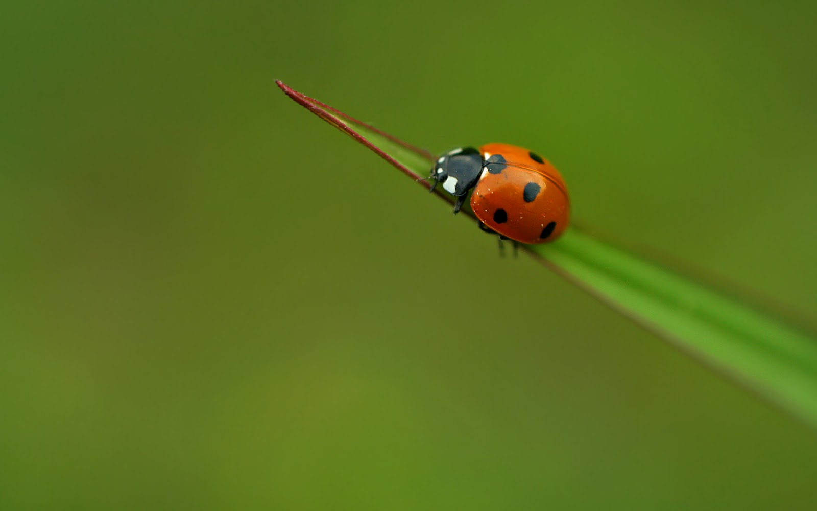 Lady Bug Wallpapers Pets Cute And Docile HD Wallpapers Download Free Map Images Wallpaper [wallpaper376.blogspot.com]