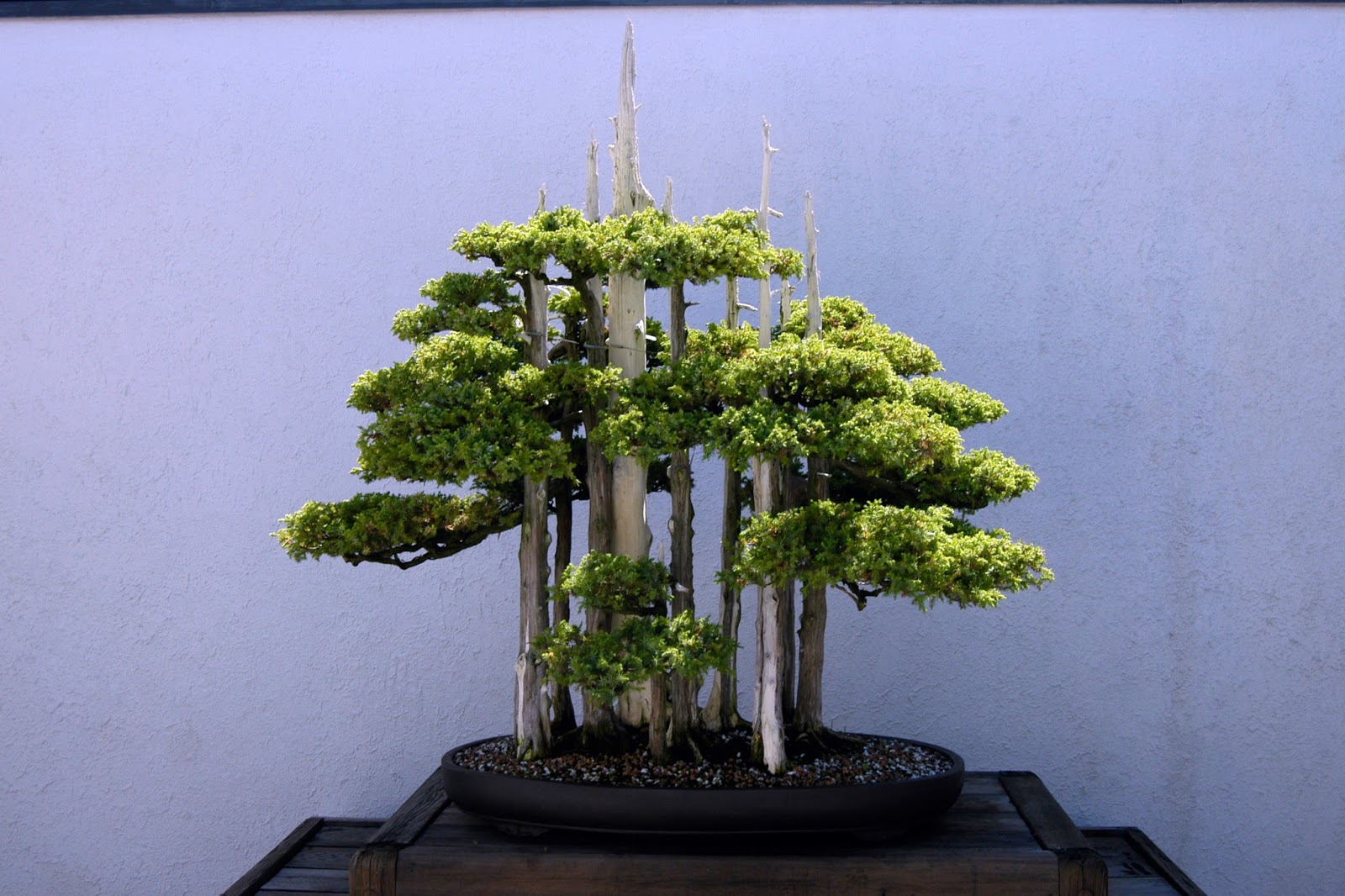 Bonsai Haven BONSAI HAVEN