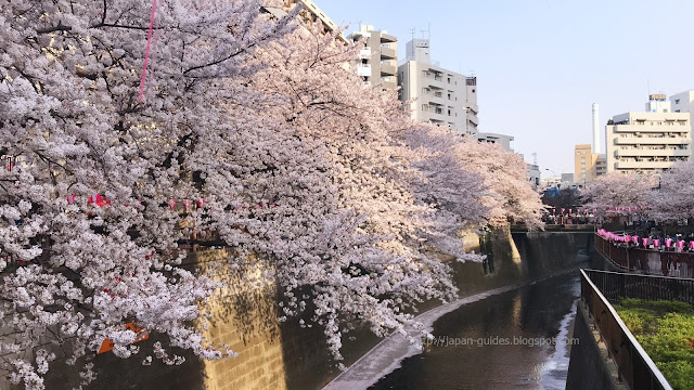 Tokyo Cherry Blossom Spot Meguro River
