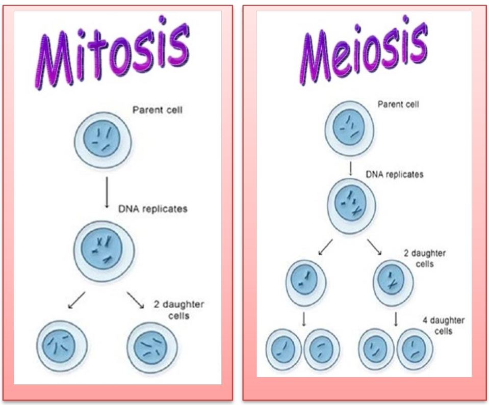 cell-division-lesson-plan-coaches