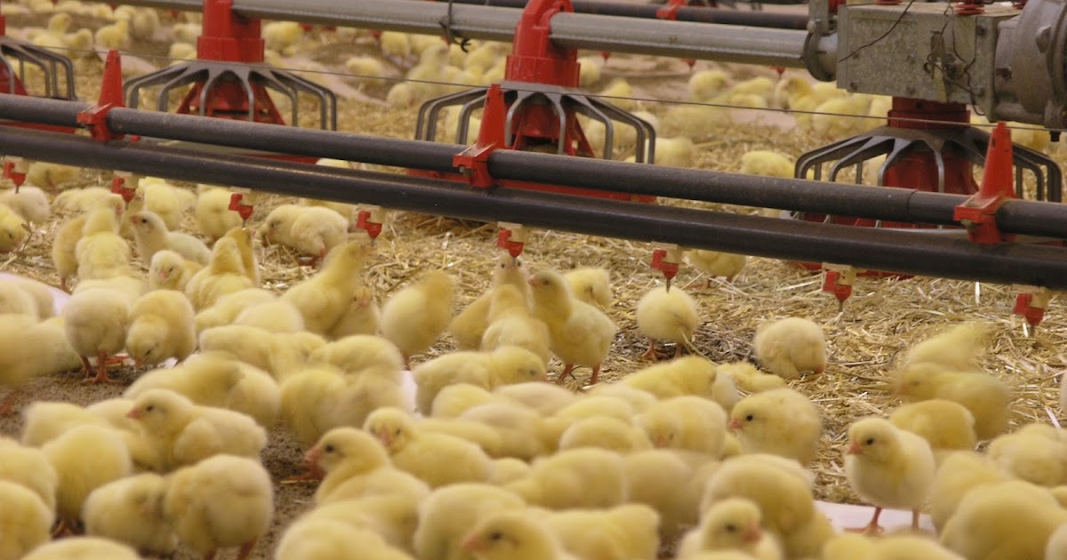 Broiler Poultry Farming Guide For Begginners. FeedBackPoint