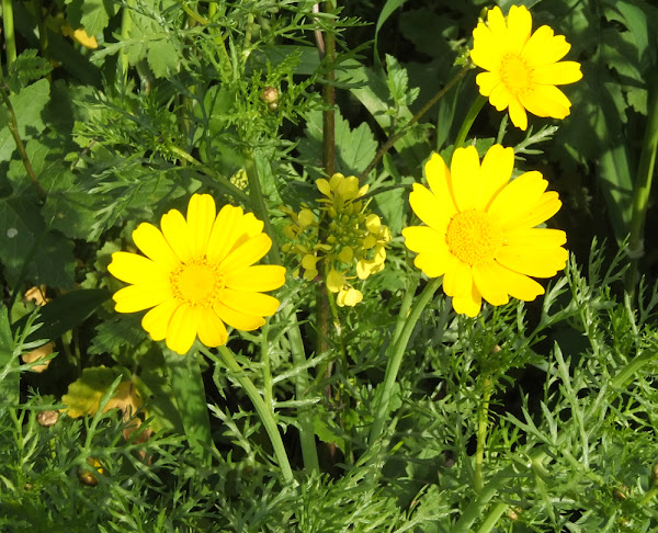 crown daisy, how to grow crown daisy, growing crown daisy, guide for growing crown daisy, tips for growing crown daisy, growing crown daisy guide, growing crown daisy organically, growing crown daisy in home garden, growing crown daisy organically in home garden