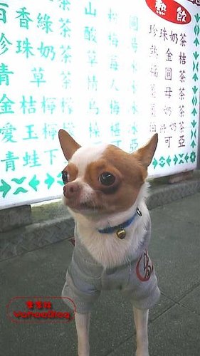 關渡水岸公園|關渡碼頭藍色公路乘船處之一
