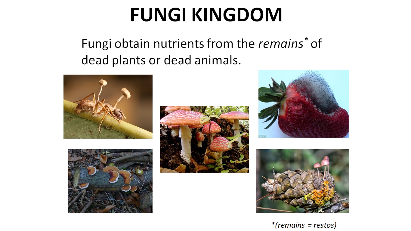Clase de 5º Andrés Segovia UNIT 1 Fungi Kingdom