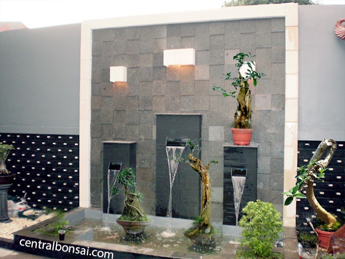 Budidaya Tanaman Bonsai Ala Rumahan