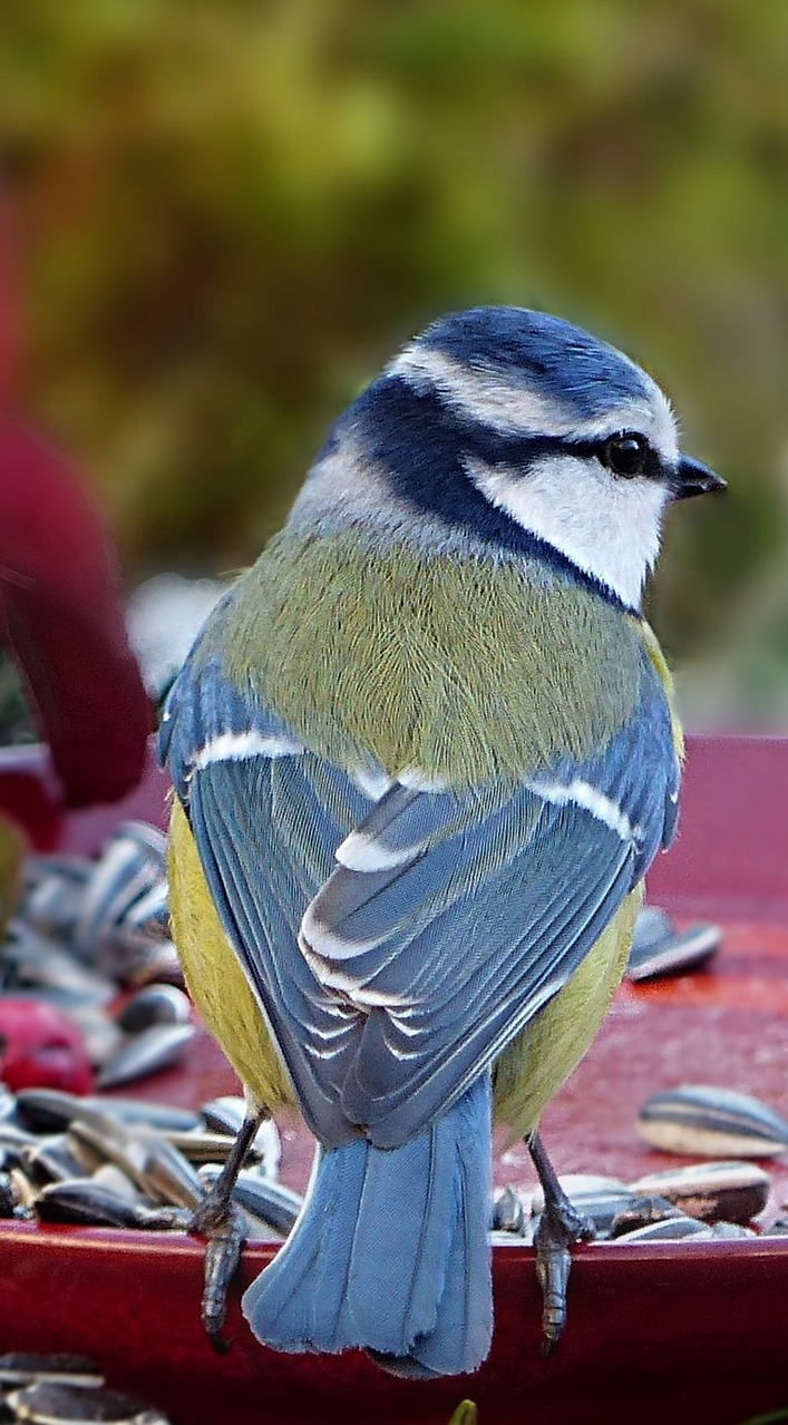 A blue tit. A blue tit.
