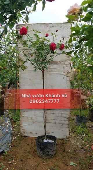 Hồng thân gỗ Tree Rose - 3