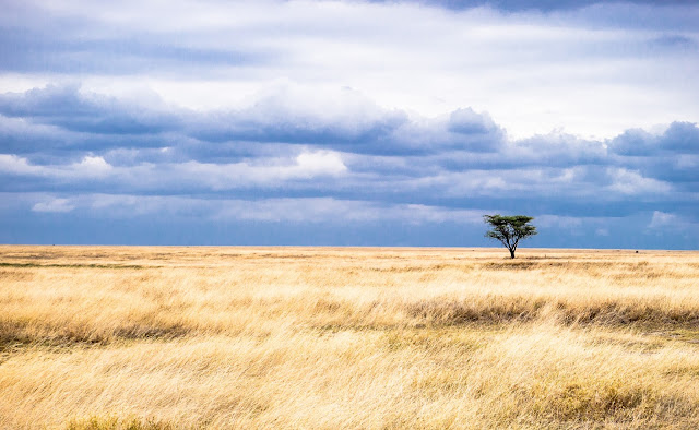 Serengeti National Park Safari Tanzania