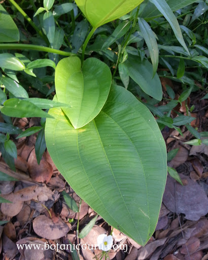 Echinodorus palifolius, Mexican Sword Plant, Lance-Shaped Sagittaria leaves