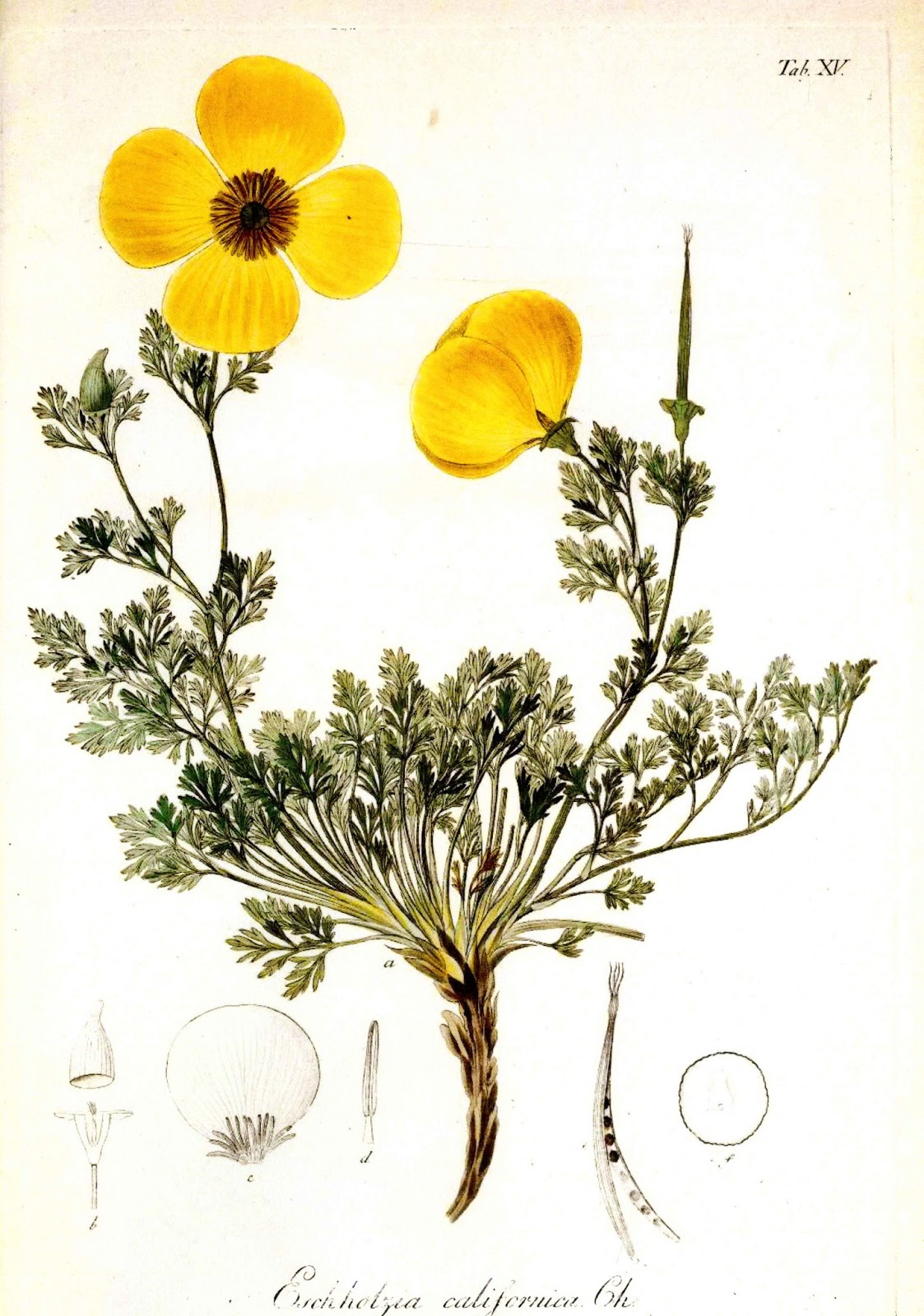 California Botany Blog: The type specimen of the California Poppy