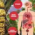 Eating Bananas Every After Meal Can Lower Blood Pressure, Fights Anemia and Prevents Cancer