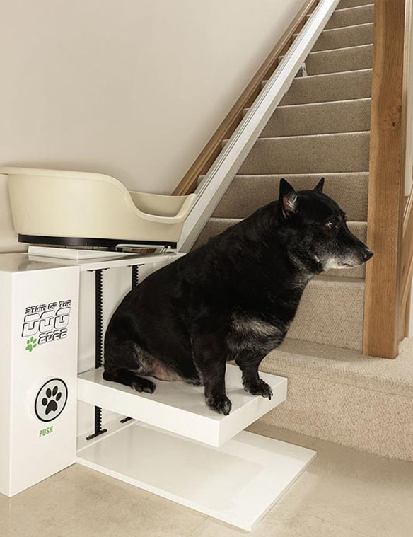 BEHOLD the Birth of the World's First DOG Stair Lift! BOLD and