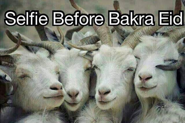 Bakra Eid Funny HD Images Downlaod Bakra Eid Funny HD Images Downlaod