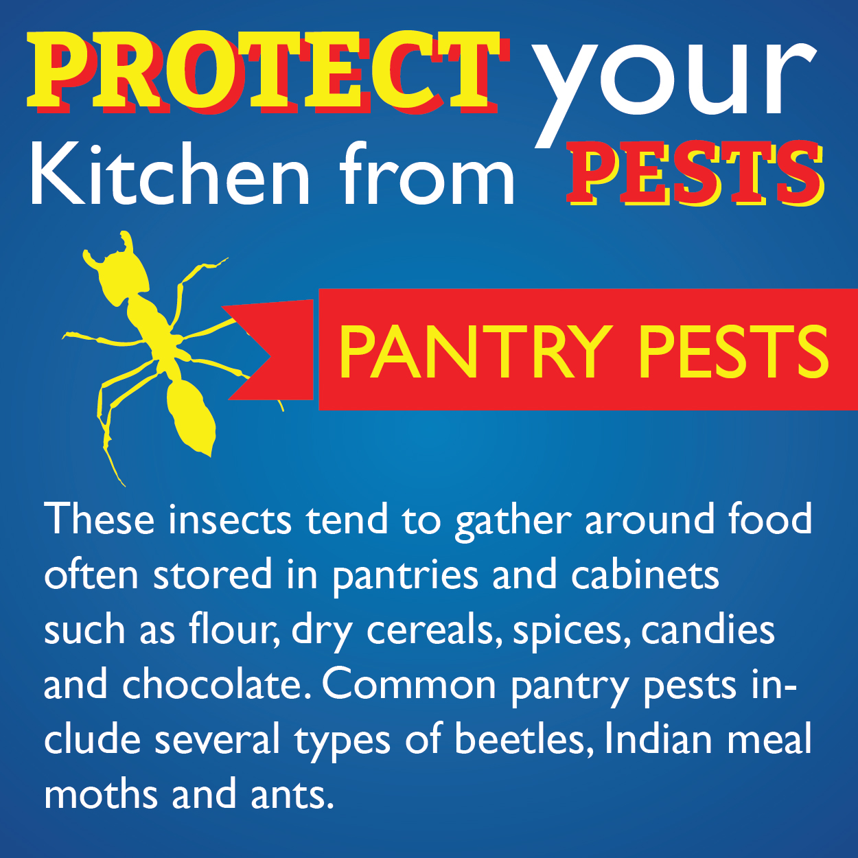 Servall Pest Control Protect your Kitchen from Pantry Pests