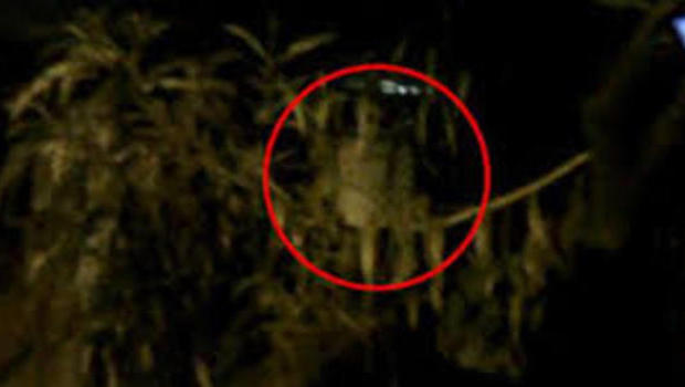 Pohon yang Dipercaya Sebagai Tempat Tinggal Hantu Pohon yang Dipercaya Sebagai Tempat Tinggal Hantu