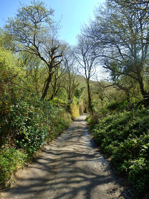 Sgaded lanes in Cornwall