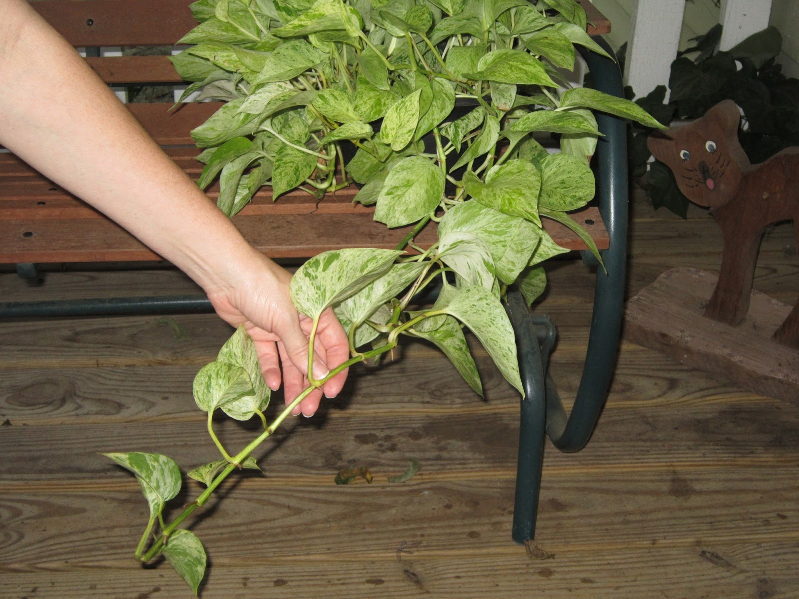 My Simple Life How To Cut Back Pothos Ivy