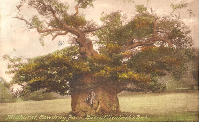 Les arbres magiques : le chêne  Queen_elizabeth_oak_in_1910-jpeg-scaled1000